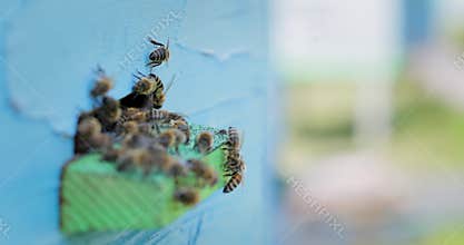 Honey bees fly near a beehive. Bees are best known to humans for their ecological roles as pollinators. Honey bees flying into