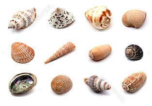 Seashells collection