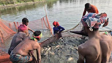 Fishermen Gathering Net And Sorting Live Fish In Aquaculture Pond