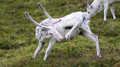 Reindeer