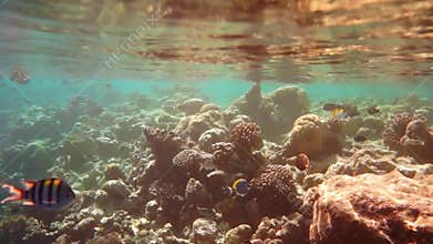 Tropical Coral Reef. Coral reef in the Maldives