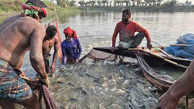 Fishermen Catching Cultivated Fish Using Large Net In Pond