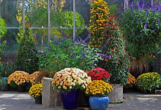 Autumn Flower Display