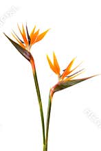 Bird of paradise flower