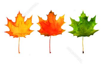 Maple leaf in red, yellow, green colors