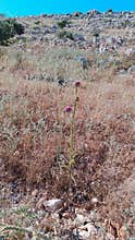 Wild thistle plant with purple flower in dry rocky landscape