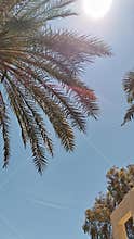 Palm tree leaves Damascus Syria blue sky nature background copy space