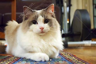 Ragdoll Cat