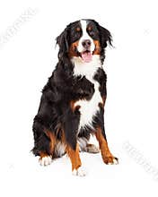 Bernese Mountain Dog Sitting - Extracted