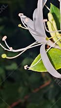 White Honeysuckle Flower - Lonicera Macro Close Up Stamens