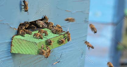 Honey bees fly near a beehive. Bees are best known to humans for their ecological roles as pollinators. Honey bees flying into
