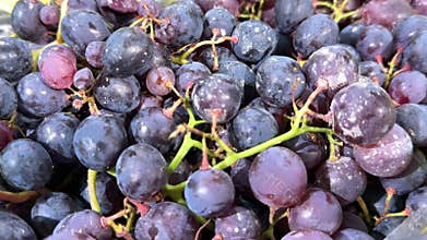 Old Blue Grapes with Mold and Signs of Spoilage Displayed for Sale in Grocery Store