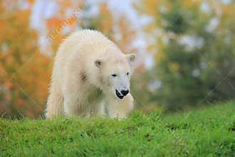 Polar bear cub