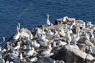 Gannet colony at Cape St. Mary , Newfoundland, Canada