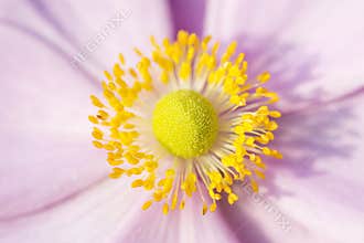 Anemone Pink flower with yellow stamens September Charm