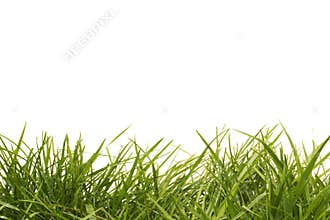 Tall grass