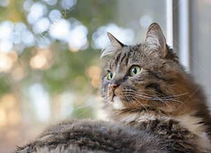 Tabby Cat with Green Eyes
