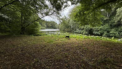 Black dog walking beside quiet pond under dense green trees in shaded