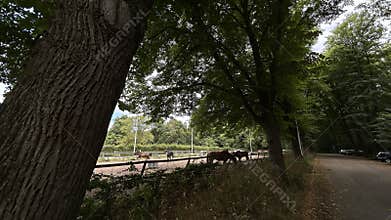 Shaded horse paddock beside forest road under large trees with fenced arena