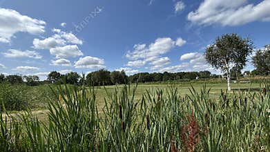 Tall reeds and cattails frame calm park pond beside white birch tree