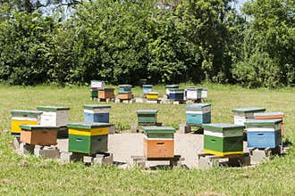 Apiary