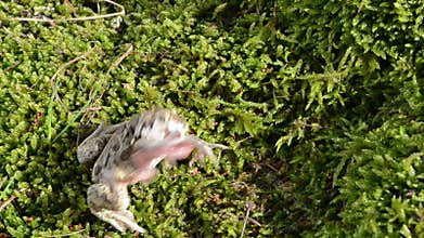 Garlic spadefoot toad pelobates fuscus moss catch prey worm