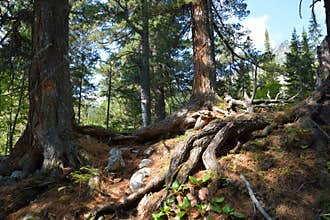 Siberian cedars, mountain taiga Barguzinskaya