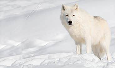 Arctic Wolf in Snow