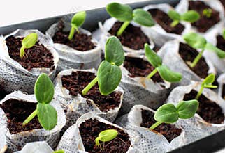 Fresh green seedlings