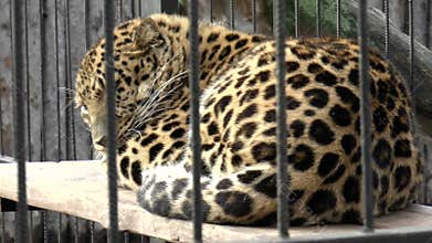 Mammals-Far East (Amur), leopard