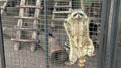 Mammals-Raccoon
