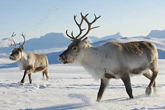 Reindeers in natural environment, Tromso region, Northern Norway