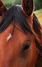 Red horse eye