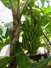 Bananas growing in Maui jungle