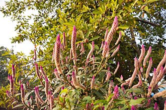 Rows of Celosia spicata plants