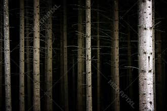 Deep Dark Forest