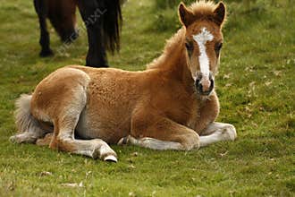 Chesnut Dartmoor Pony Foal