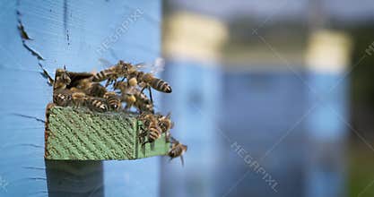 Honey bees flying at blue wooden beehive entrance