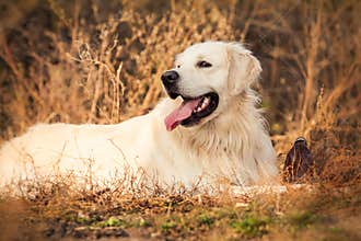 Young golden retriever dog