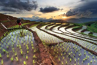 Rice fields on terraced at Chiang Mai, Thailand
