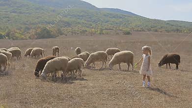 Cute little girl trying to feed the sheep in a