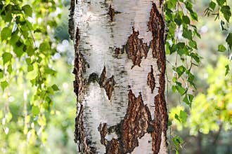 Birch tree trunk