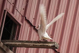 White pigeon,landing,
