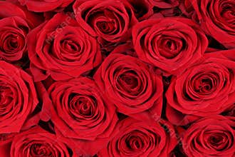 Background red roses on Valentine's or mothers day