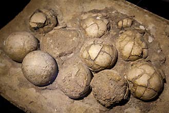 Dinosaur eggs in the nest