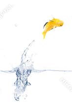 Jumping yellow fish