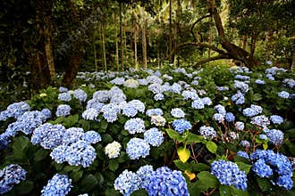 Spring flower field in bloom