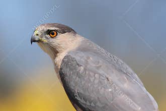 Cooper’s Hawk (accipiter cooperii)