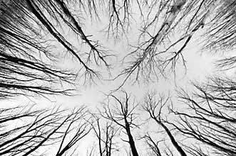 Forest black and white