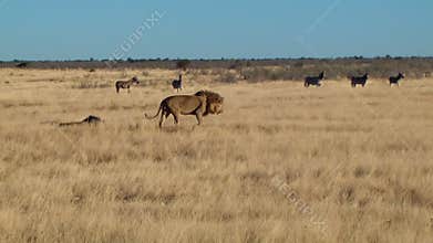 Male lion yawn walk sit zebras background Etosha Namiba Africa